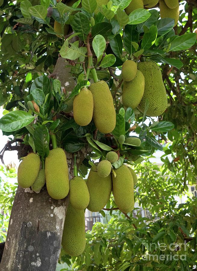 Artocarpus heterophythus